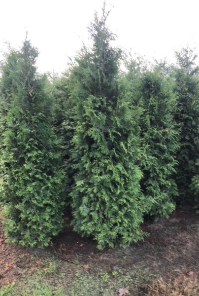 Thuja-Brabant-Klump-250-300