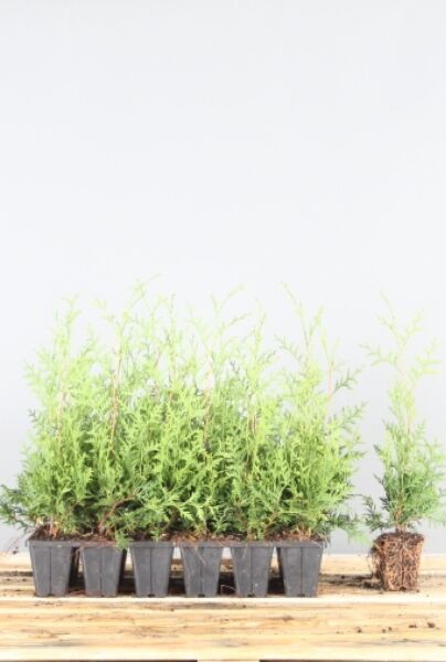 Thuja-Brabant-Klump-30-40