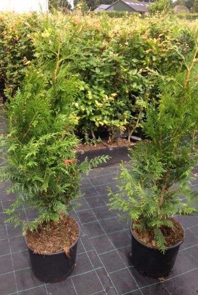 Thuja-Brabant-Kruka-100-125
