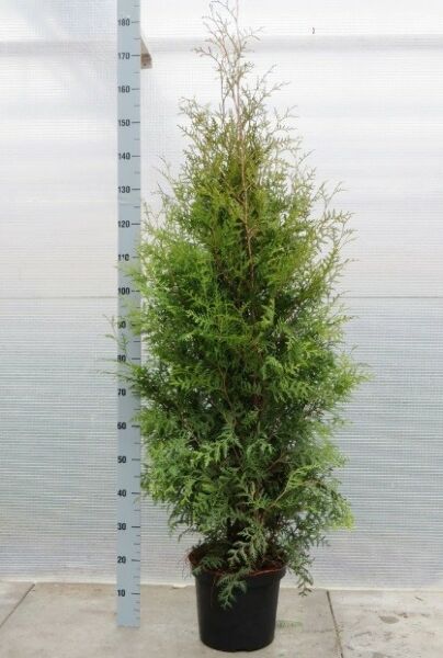 Thuja-Brabant-Kruka-125-150