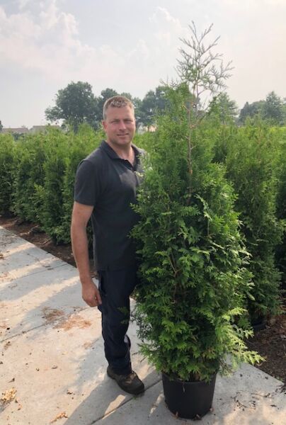 Thuja-Brabant-Kruka-150-175