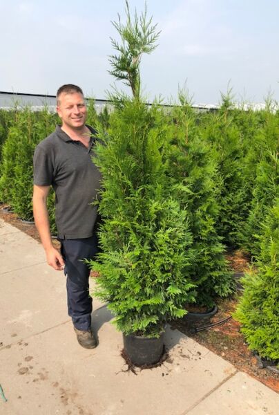 Thuja-Brabant-Kruka-175-200