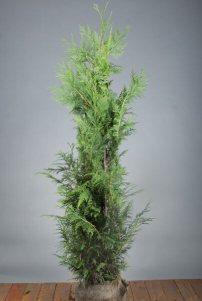 Thuja-Excelsa-Klump-125-150