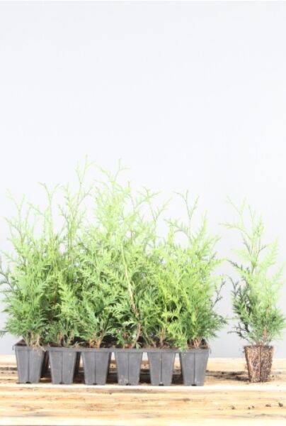Thuja-Excelsa-Klump-25-30