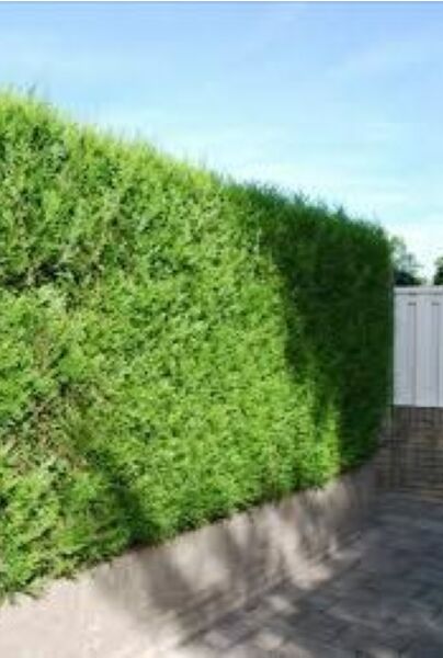 Thuja-Martin-ALG HAAG