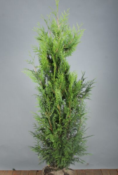 Thuja-Martin-Klump-150-175