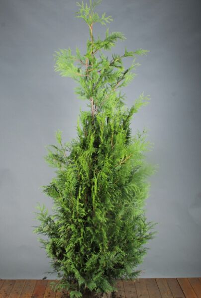 Thuja-Martin-Klump-175-200
