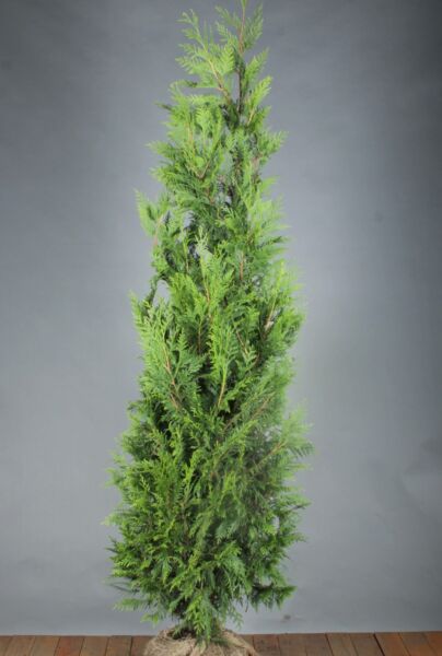 Thuja-Martin-Klump-200-225