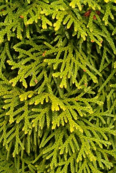 Lebensbaum Smaragd - Thuja occidentalis Smaragd