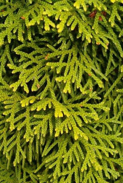 Thuja-Smaragd-ALG INZ