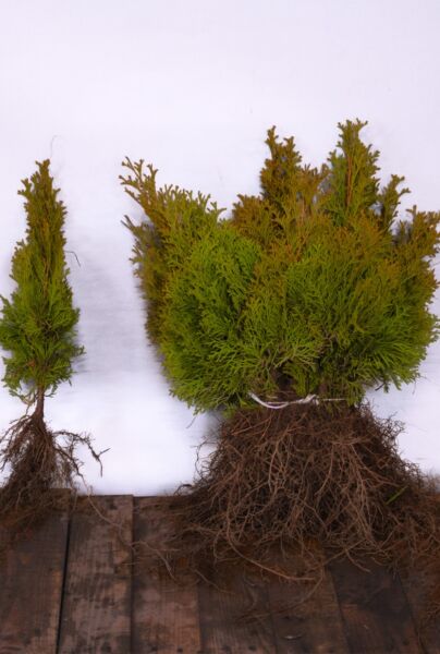 Thuja-Smaragd-Barrotad-30-40
