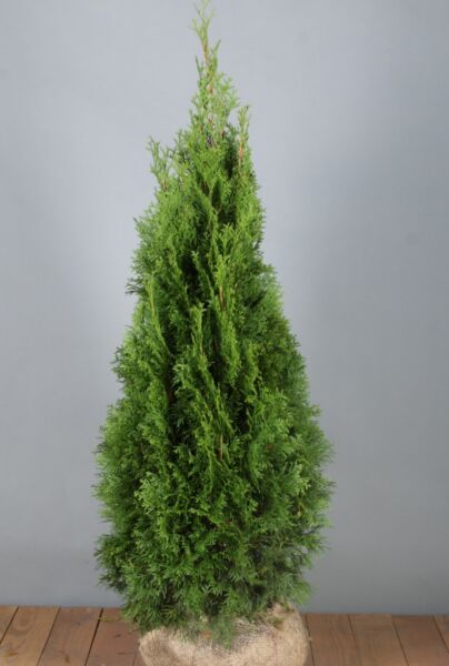 Thuja-Smaragd-Klump-100-125