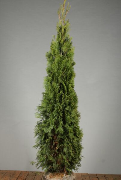 Thuja-Smaragd-Klump-175-200