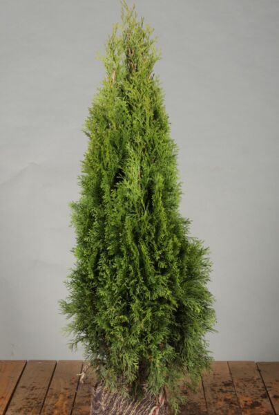 Thuja-Smaragd-Klump-60-80