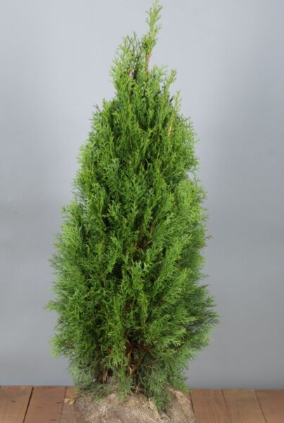 Thuja-Smaragd-Klump-80-100