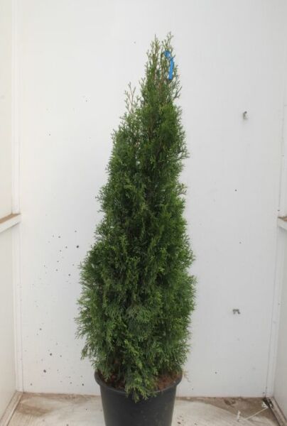 Thuja-Smaragd-Kruka-150-175