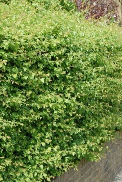 Trubbhagtorn-ALG HAAG