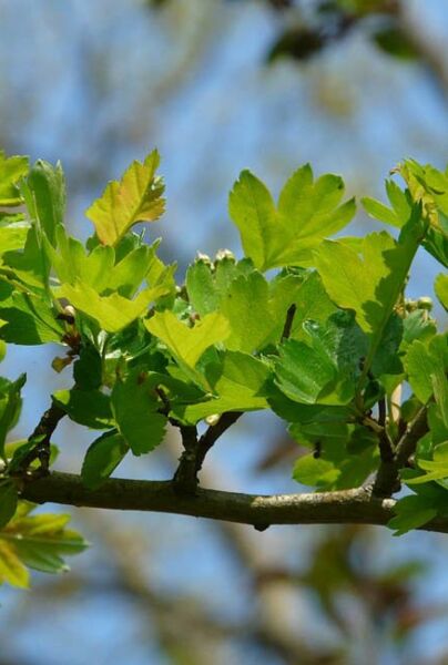 Trubbhagtorn-ALG INZ