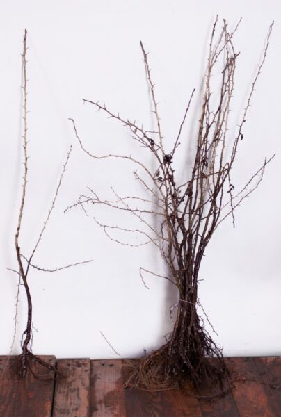 Trubbhagtorn-Barrotad-100-125