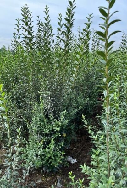 Vintergrøn-Liguster-Atrovirens-Klump-200-225