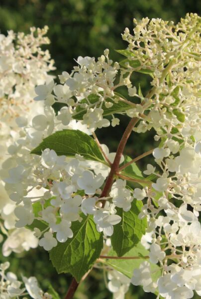 Vit-Vipphortensia-ALG INZ