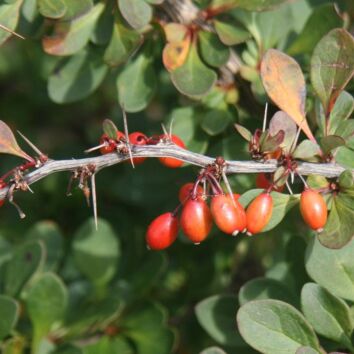 Grön Häckberberis
