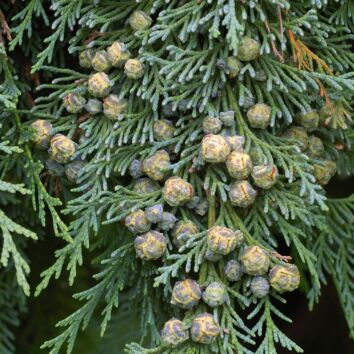 Blå ädelcypress 