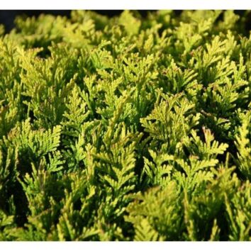 Gul ädelcypress 