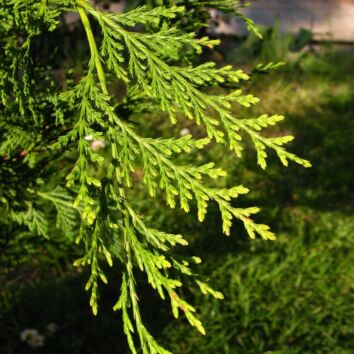 Grön Leylandcypress