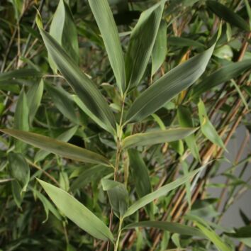 Bergbambu Jumbo