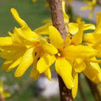 Forsythia Spectabilis
