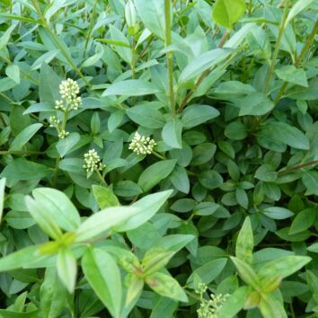 Vinterliguster ’Atrovirens’