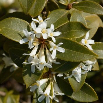 Osmanthus Burkwoodii