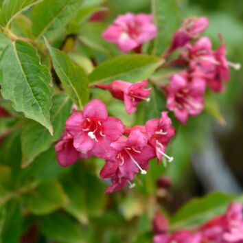 Prakttry Bristol Ruby’