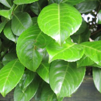 Lagerhägg ‘Rotundifolia’
