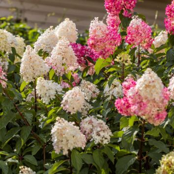 Vipphortensia