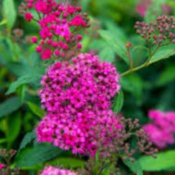 Rosenspirea Anthony Waterer