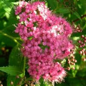 Brokspirea Genpei