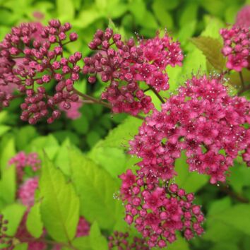 Praktspirea Goldflame