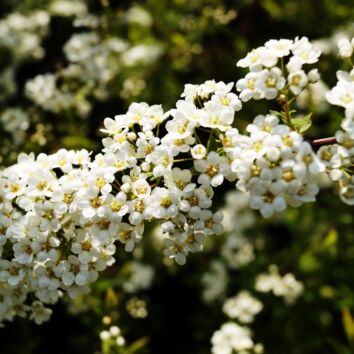 Norskspirea Grefsheim
