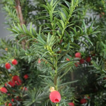 Hybrididegran Hicksii