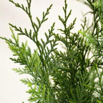 Tuja Excelsa