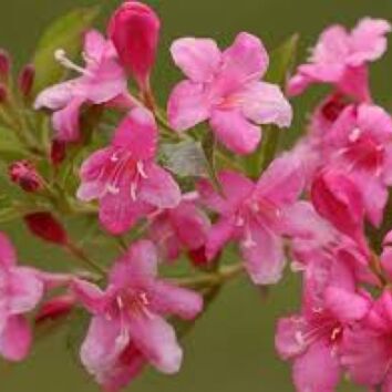 Prakttry Rosea