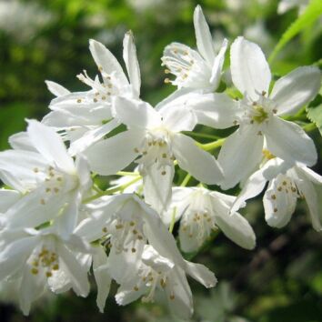 Bruddeutzia
