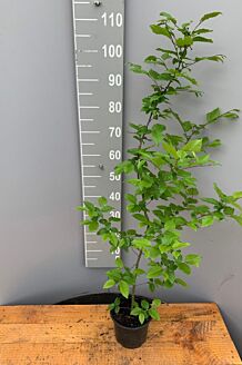 Avenbok kruka 100-125 cm Kruka