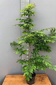 Avenbok kruka 150-175 cm Kruka