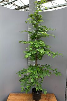 Avenbok kruka 175-200 cm Kruka