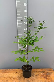Avenbok kruka 40-60 cm Kruka