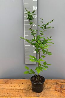 Avenbok kruka 60-80 cm Kruka