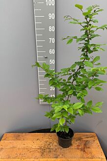 Avenbok kruka 80-100 cm Kruka